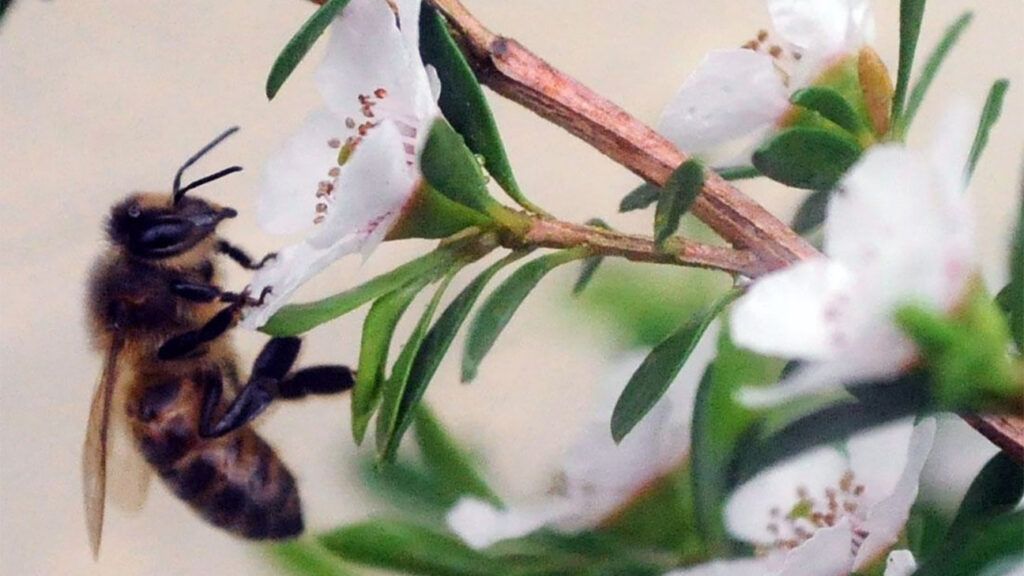 A bee collects the nectar of a flower to make honey