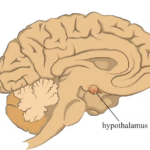 A comparison of the human brain