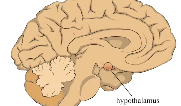 A comparison of the human brain