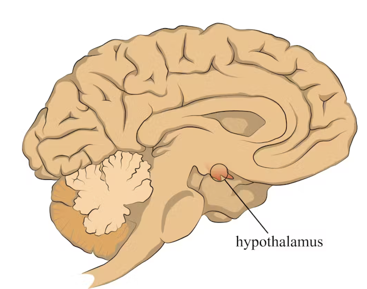 A comparison of the human brain